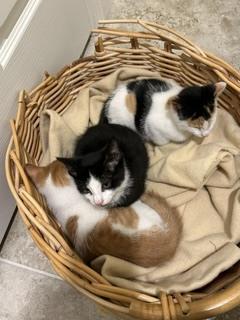 Bug, Buttons, and Ducky, Adoptable, Kitten Female Domestic Short Hair.