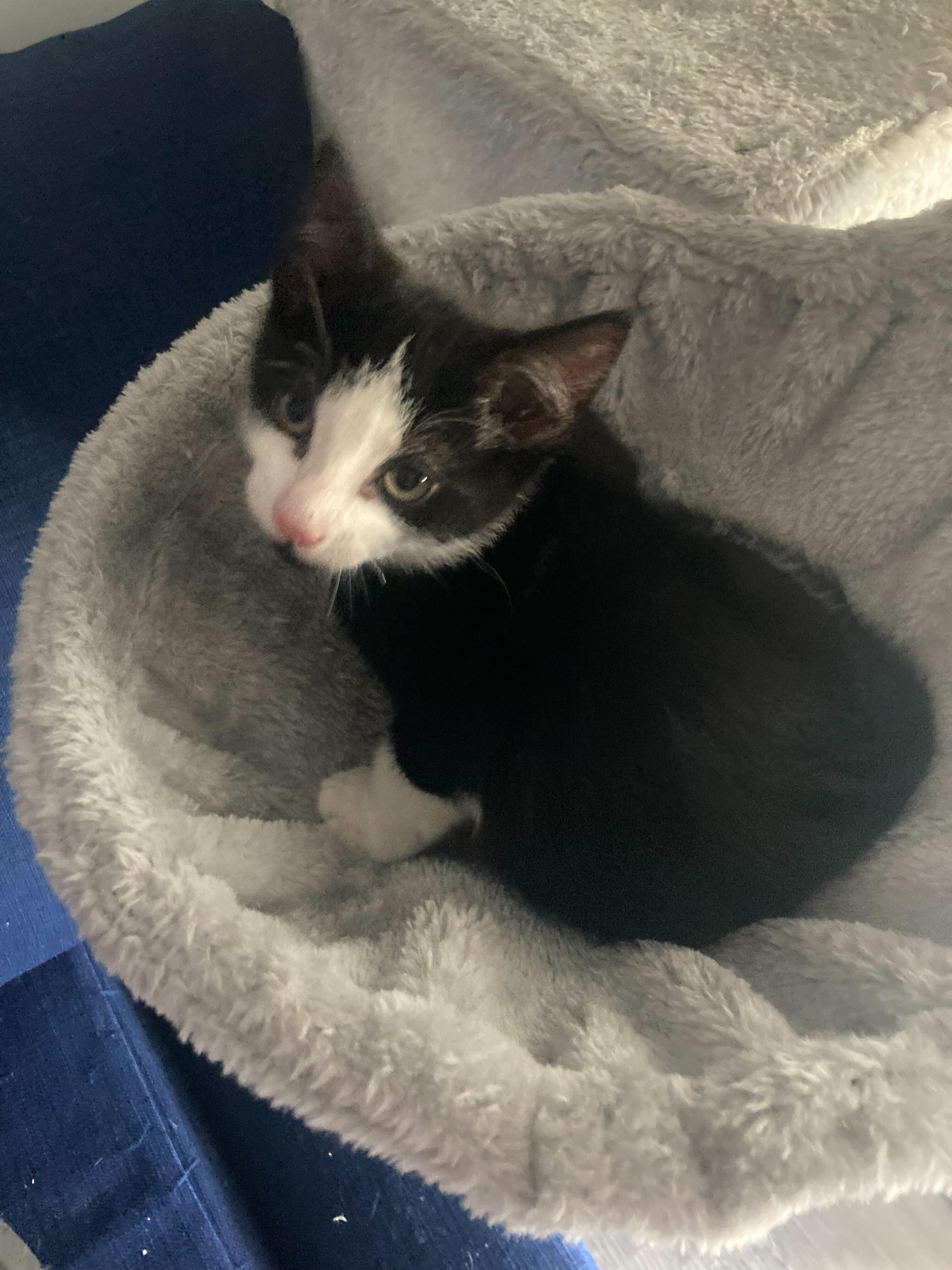 Bug, Buttons, and Ducky, a Adoptable Domestic Short Hair in Waltham, MA image 4/6