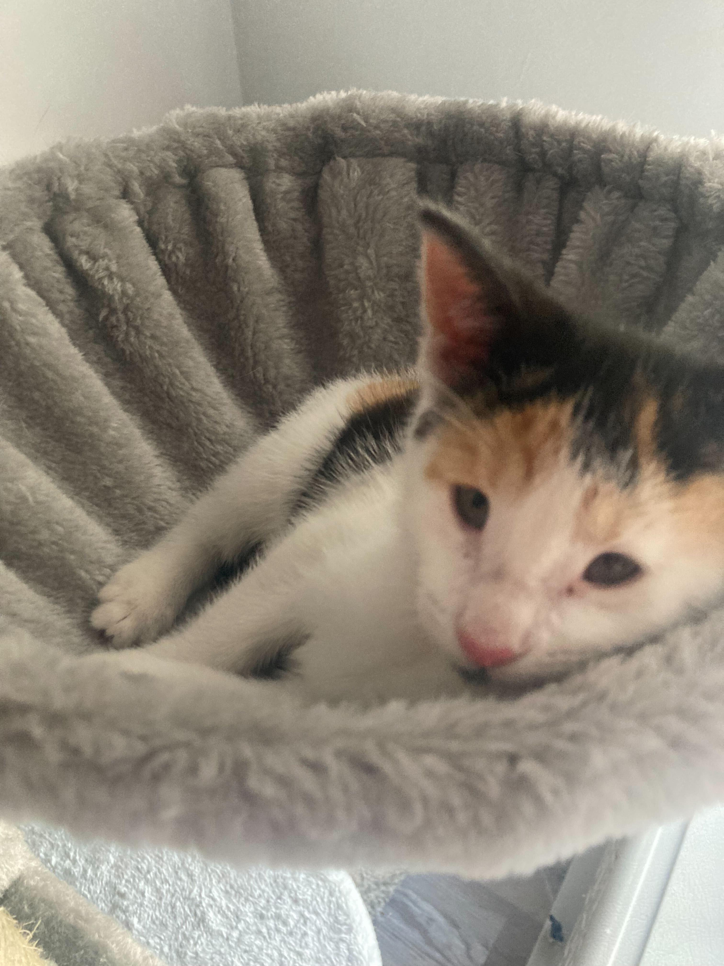 Bug, Buttons, and Ducky, a Adoptable Domestic Short Hair in Waltham, MA image 5/6