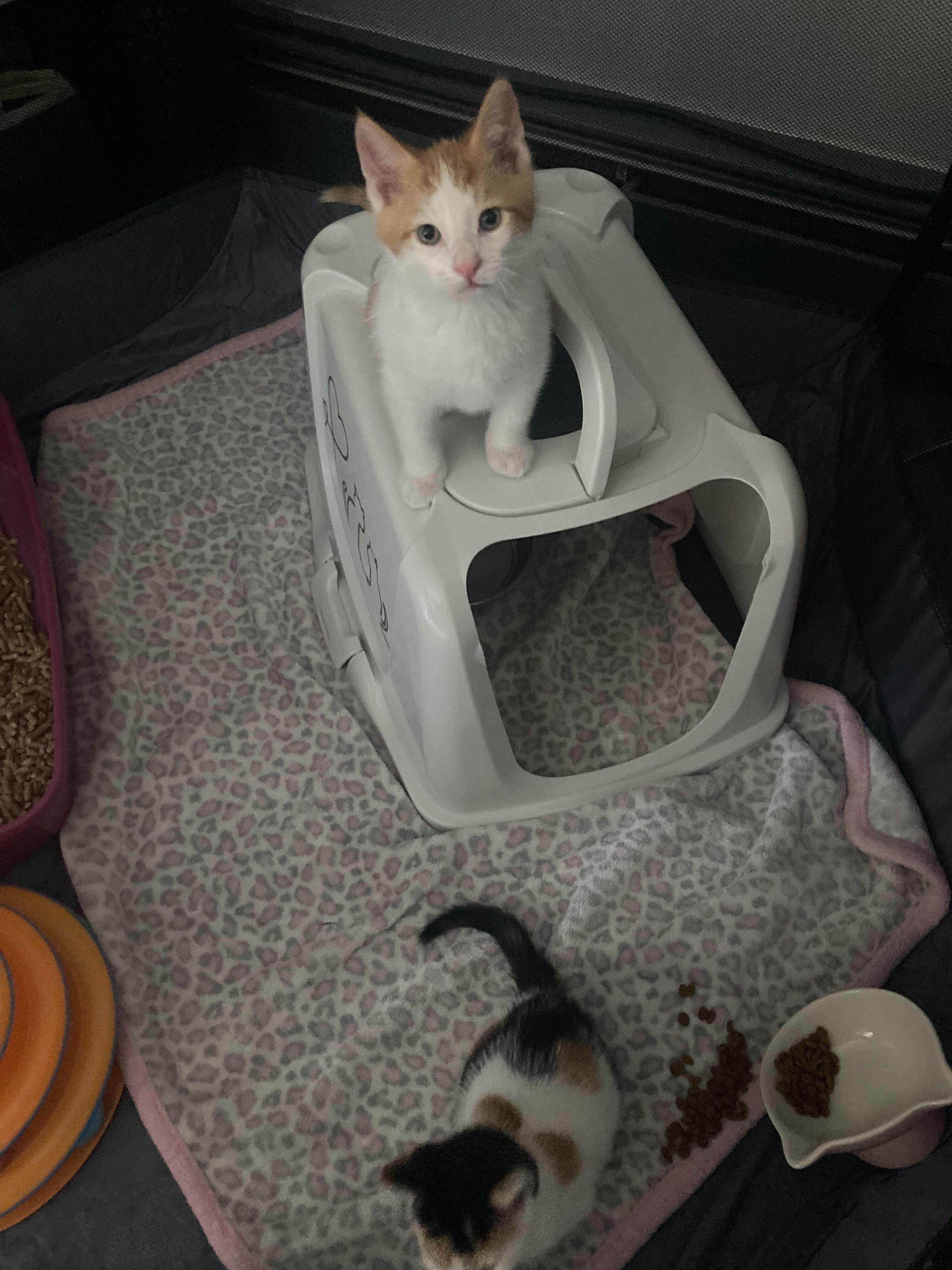 Bug, Buttons, and Ducky, a Adoptable Domestic Short Hair in Waltham, MA image 6/6