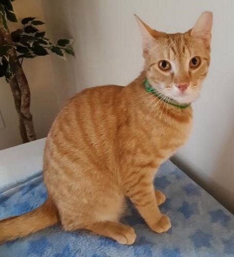 Enlarge Dexter - Petsmart Plantation Foster Home, a Adoptable Domestic Short Hair in Oakland Park, FL image 1/2