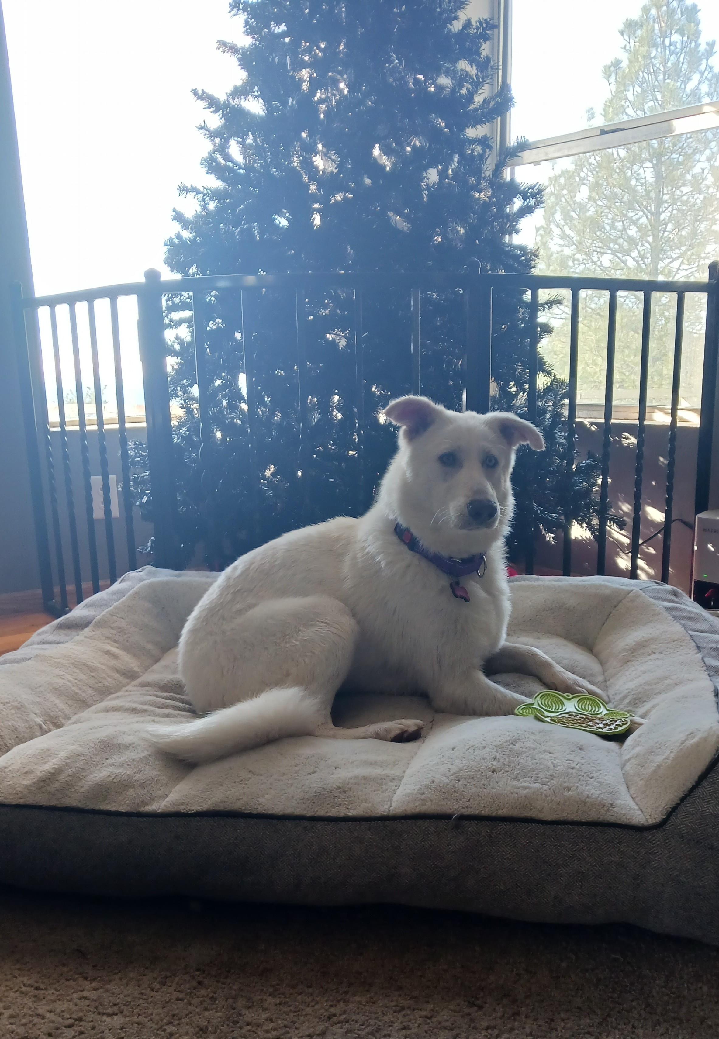 Yuki, ADOPTABLE, Young Female German Shepherd Dog.