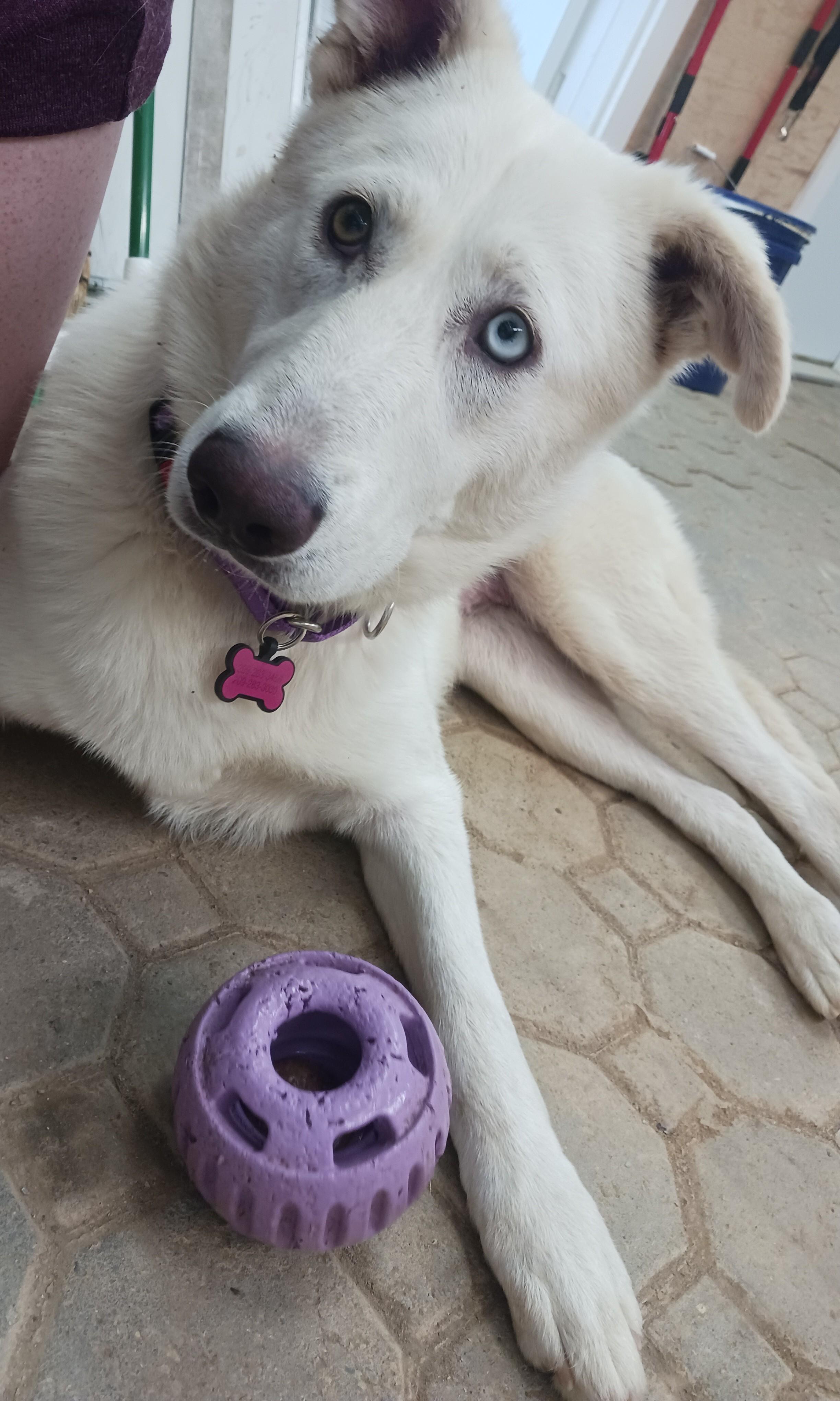 Enlarge Yuki, a ADOPTABLE mixed breed in Ione, CA image 2/4