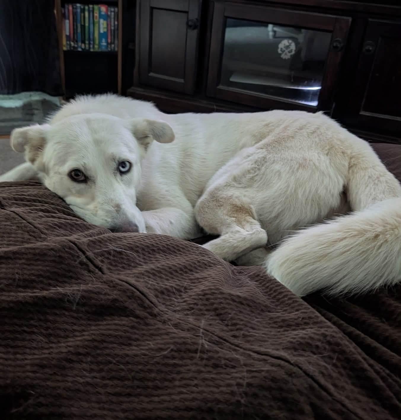 Enlarge Yuki, a ADOPTABLE mixed breed in Jackson, CA image 5/6