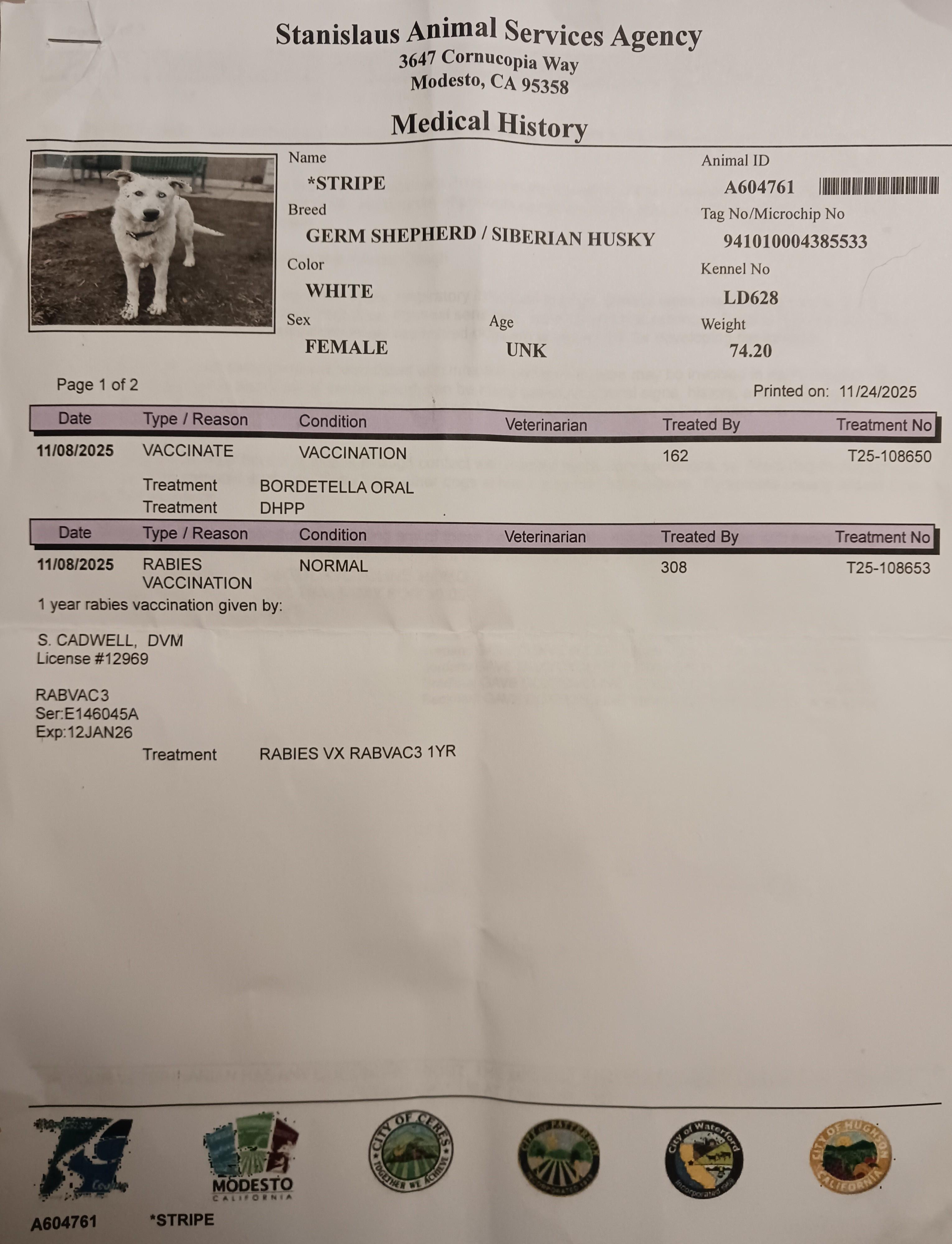 Enlarge Yuki, a ADOPTABLE mixed breed in Ione, CA image 3/4