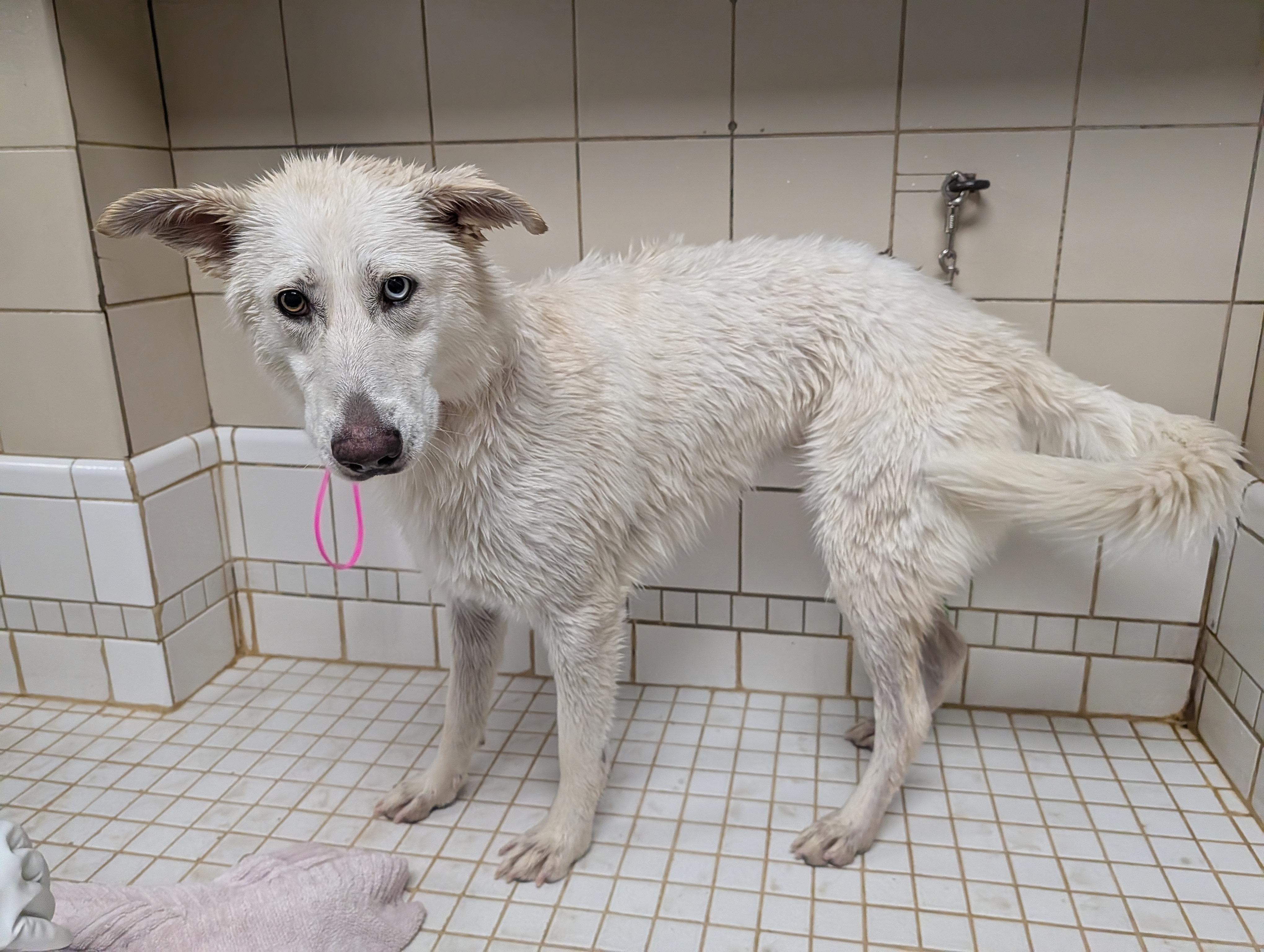 Enlarge Yuki, a ADOPTABLE mixed breed in Jackson, CA image 6/6