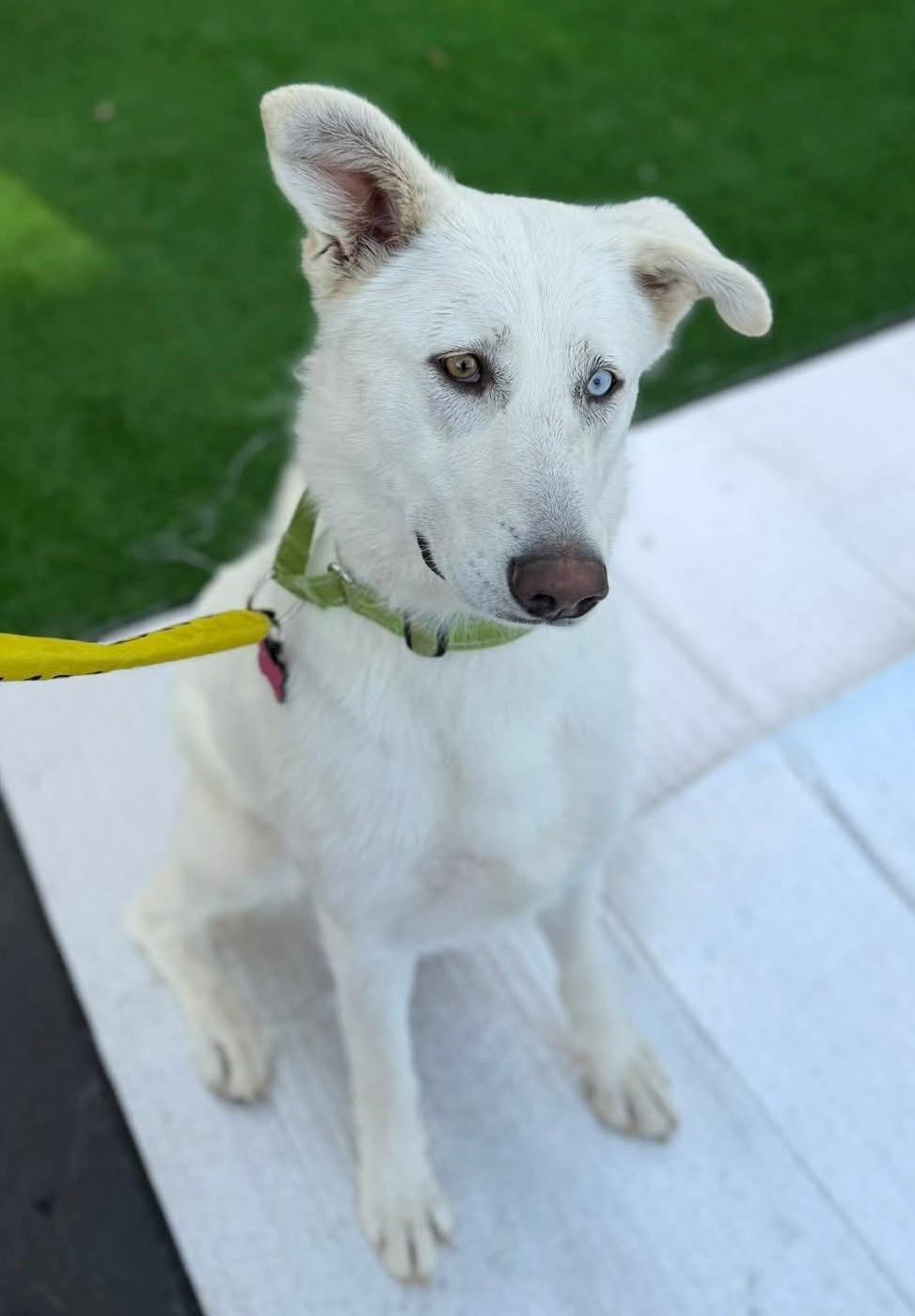 Yuki, ADOPTABLE, Young Female German Shepherd Dog.