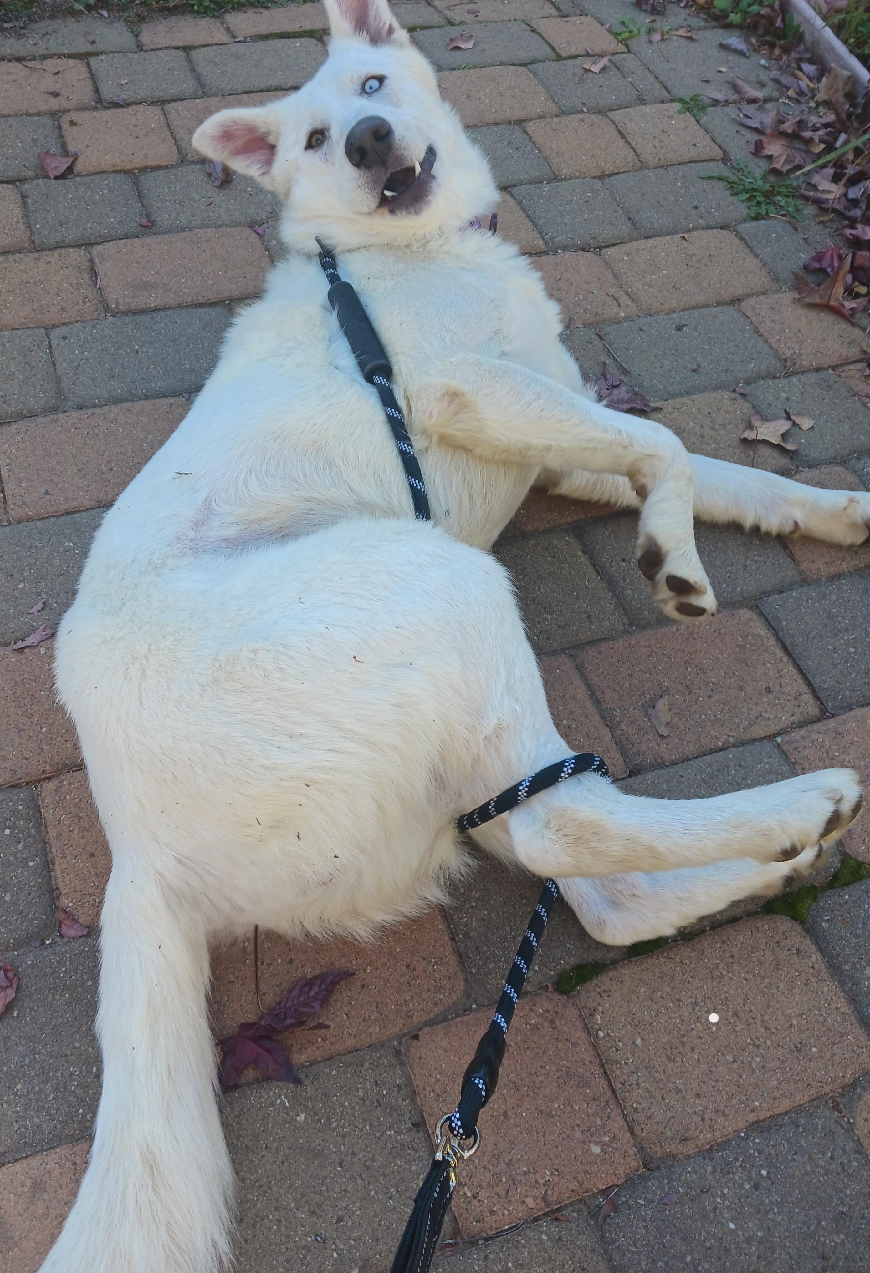 Enlarge Yuki, a ADOPTABLE mixed breed in Ione, CA image 4/4