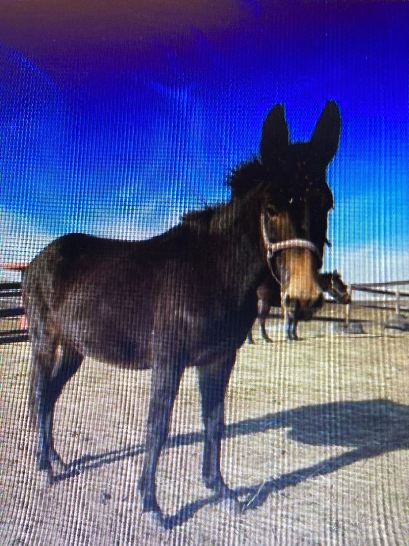 Enlarge Trudy, a Adoptable Mule in East Hartland, CT image 2/5