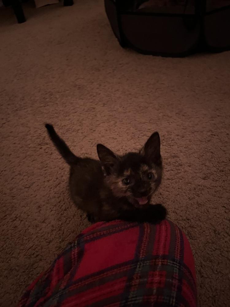 Mabel, Adoptable, Kitten Female Domestic Short Hair.