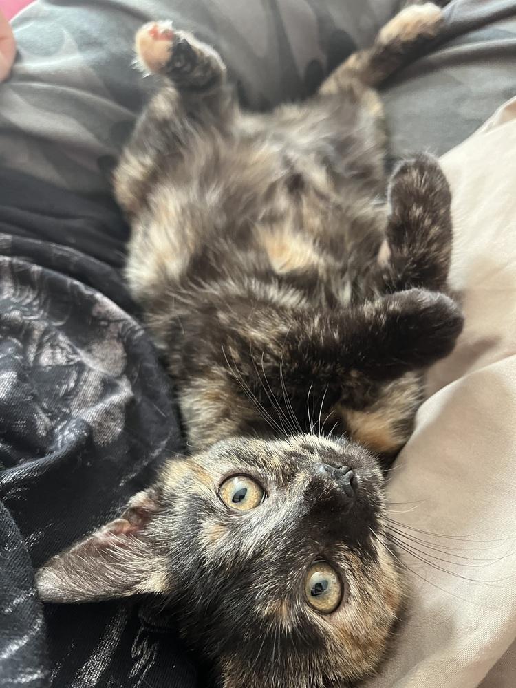 Enlarge Mabel, a Adoptable Domestic Short Hair in Brandon, FL image 3/6