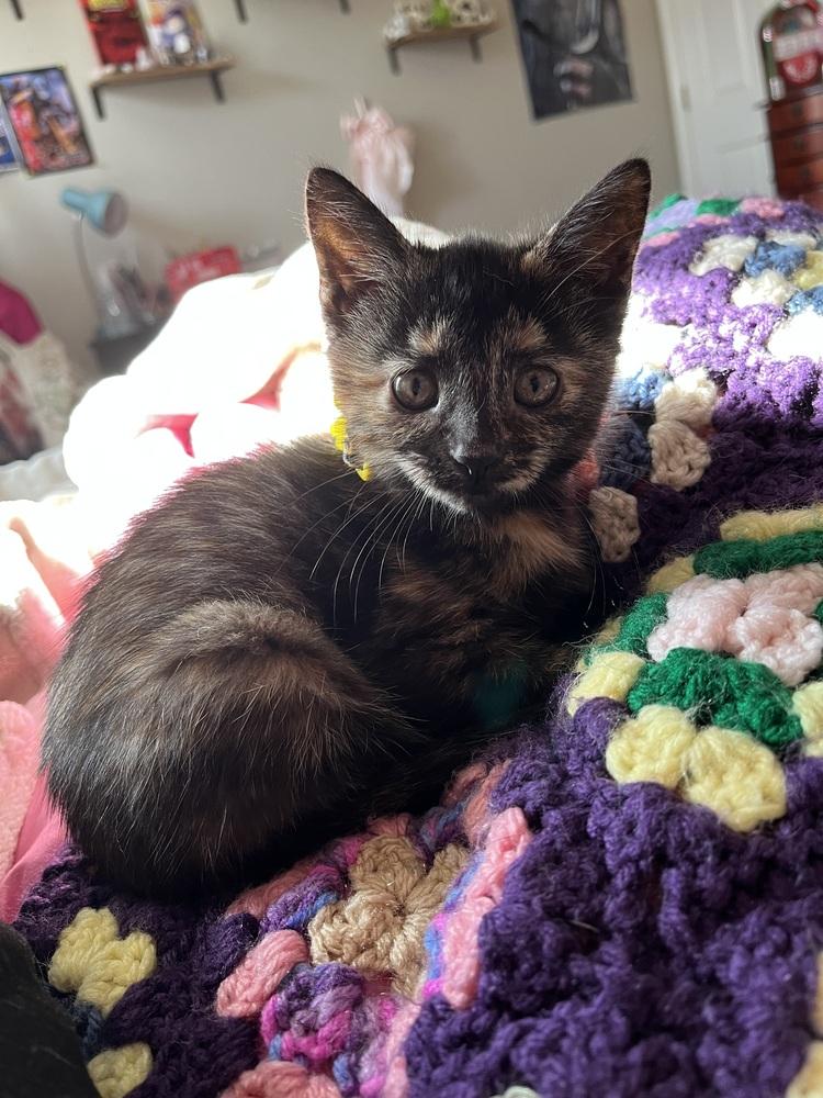 Enlarge Mabel, a Adoptable Domestic Short Hair in Brandon, FL image 4/6