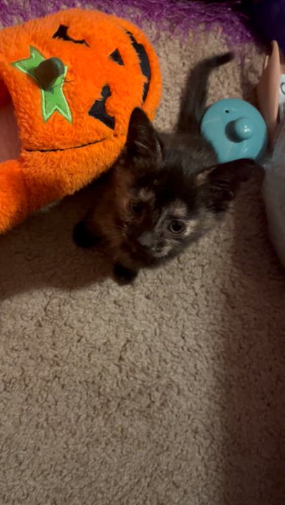 Enlarge Mabel, a Adoptable Domestic Short Hair in Brandon, FL video 5/6