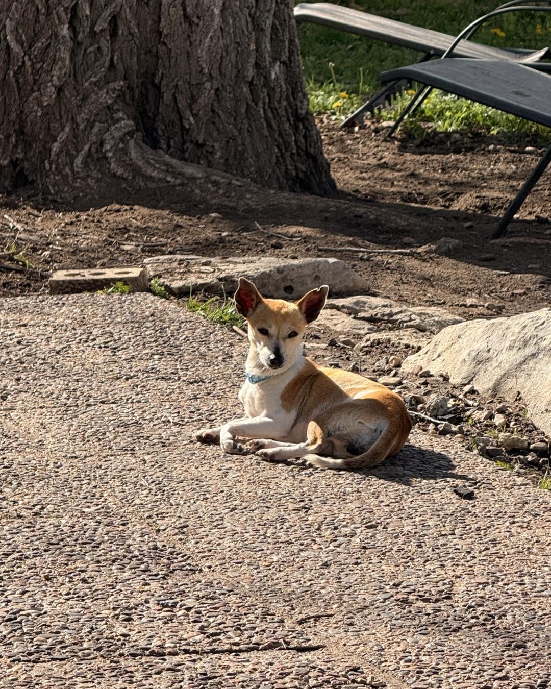 Enlarge Tillie, a ADOPTABLE Chihuahua in Manhattan, KS image 1/2