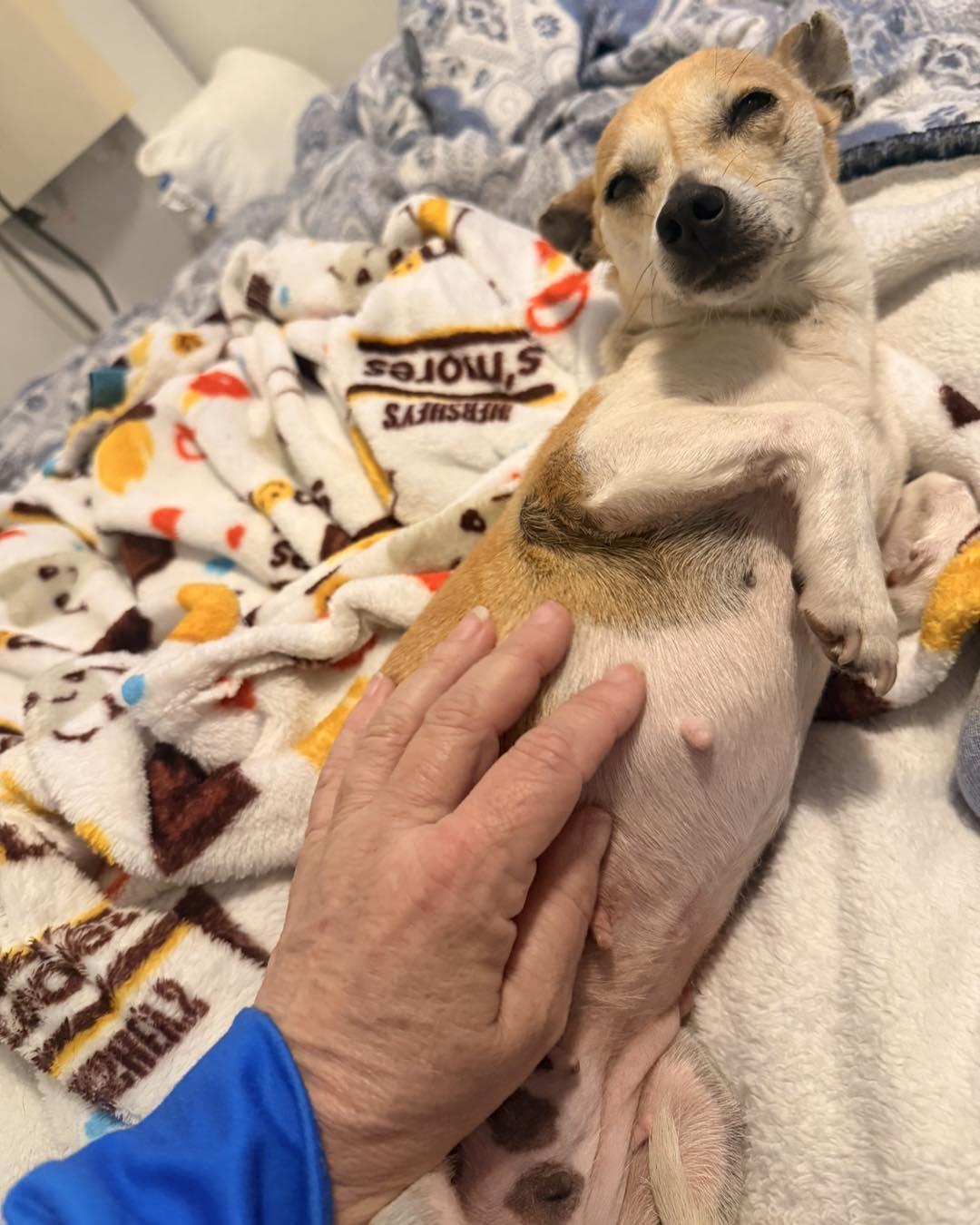 Enlarge Tillie, a ADOPTABLE Chihuahua in Manhattan, KS image 2/2
