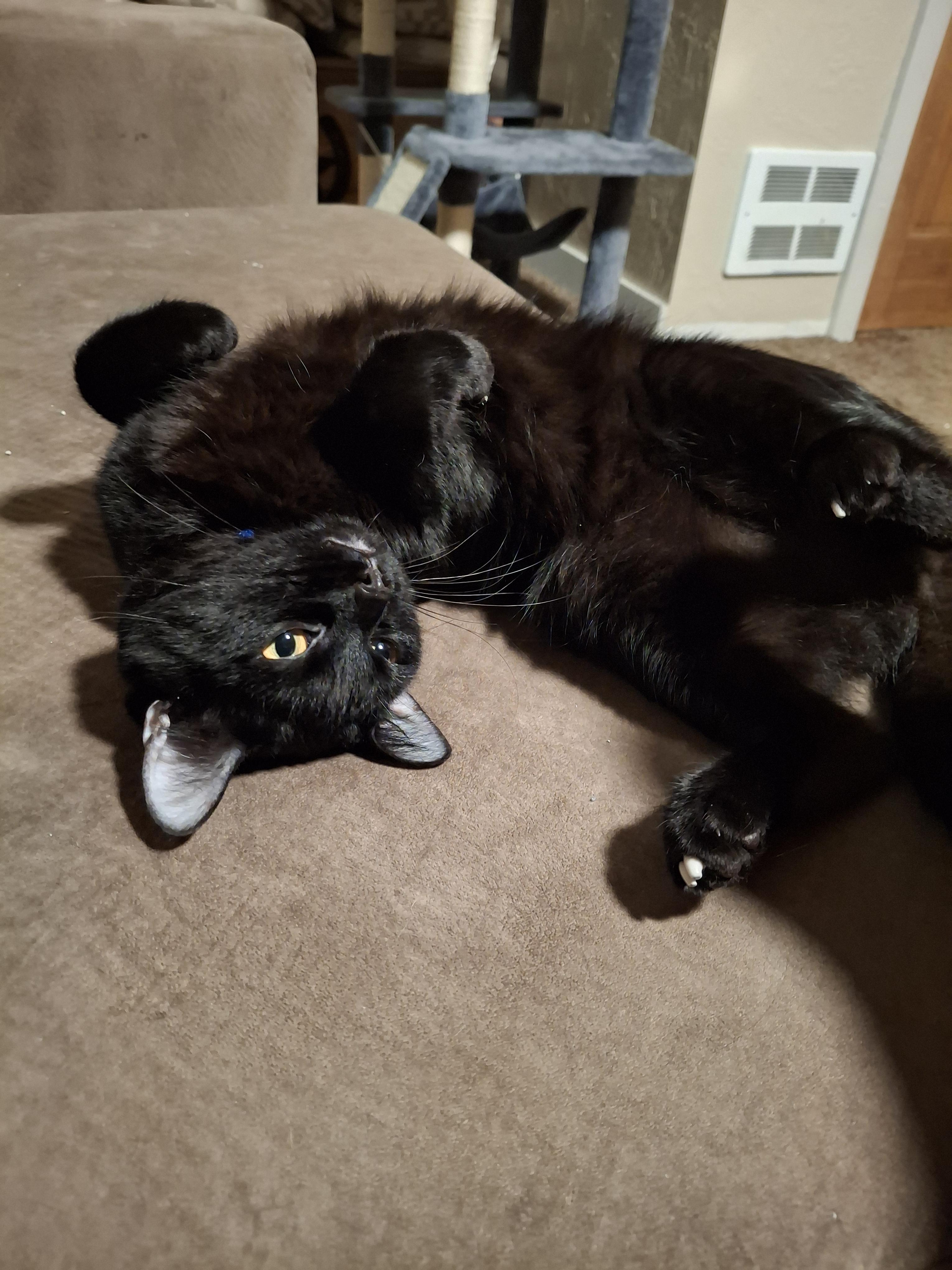 Enlarge Nox , a ADOPTABLE Domestic Short Hair in Rochester, WA image 1/2