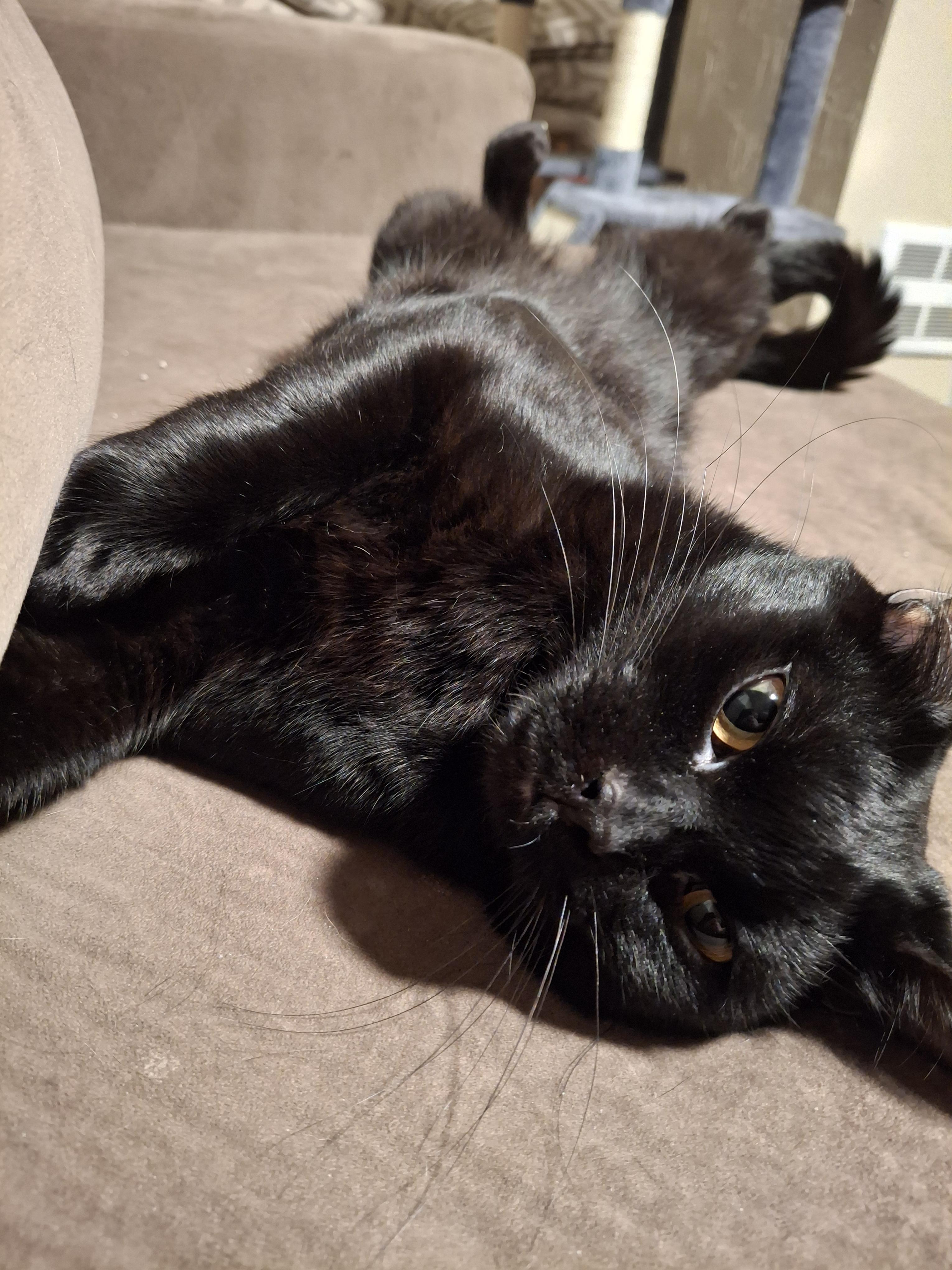 Enlarge Nox , a ADOPTABLE Domestic Short Hair in Rochester, WA image 2/2