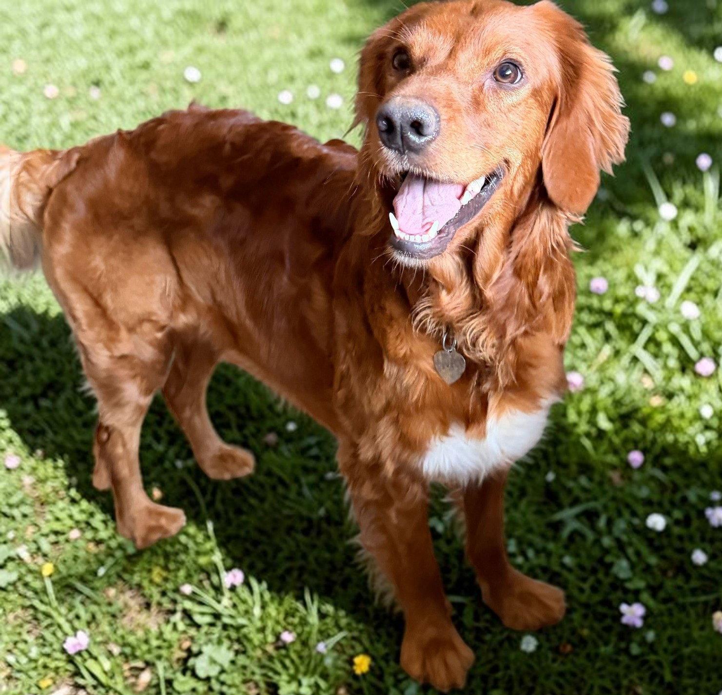 Enlarge Gabby - Jan 25 - My Heart Is Special, a Adoptable mixed breed in Pacolet, SC image 1/3