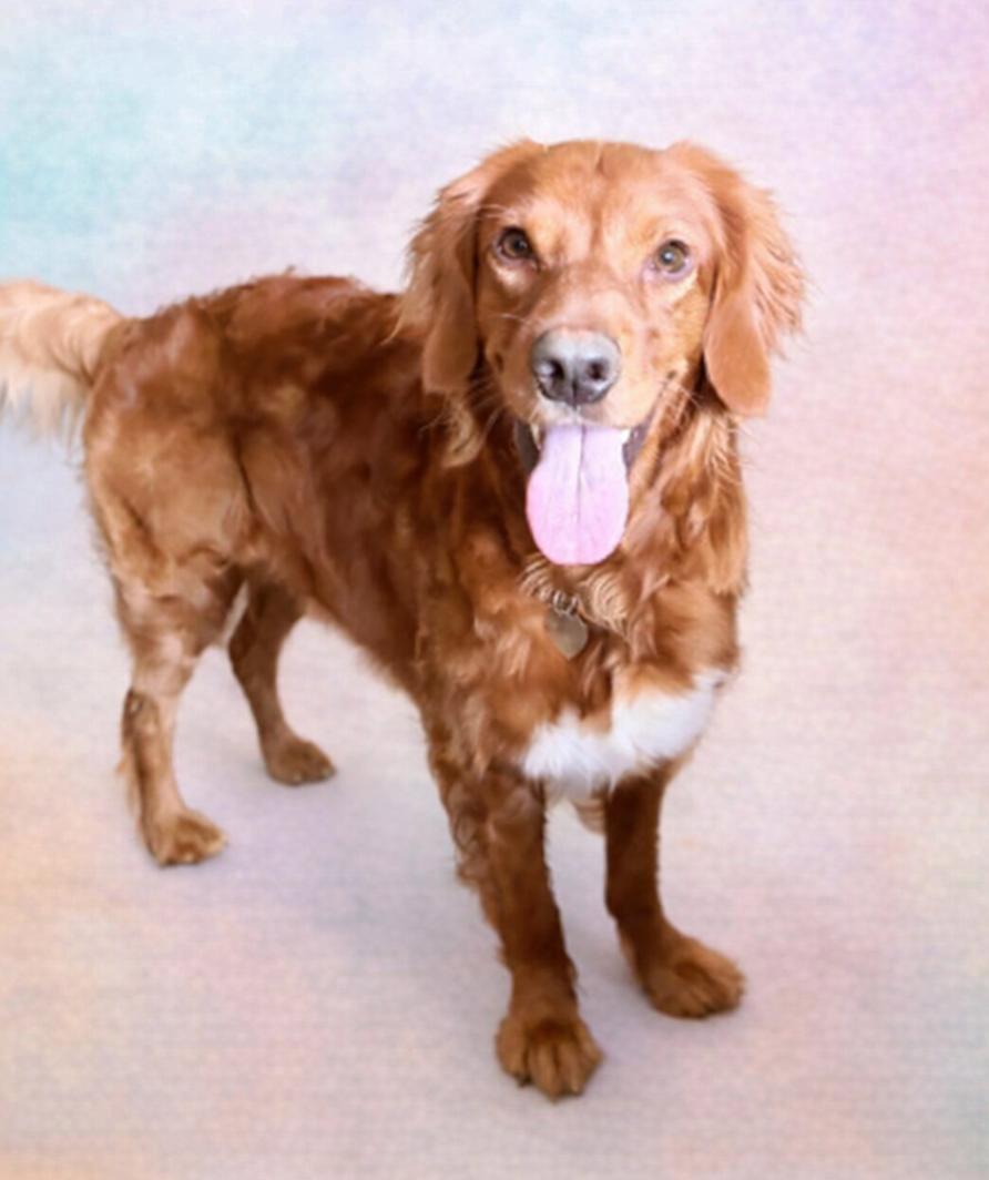 Enlarge Gabby - Jan 25 - My Heart Is Special, a Adoptable mixed breed in Pacolet, SC image 2/3