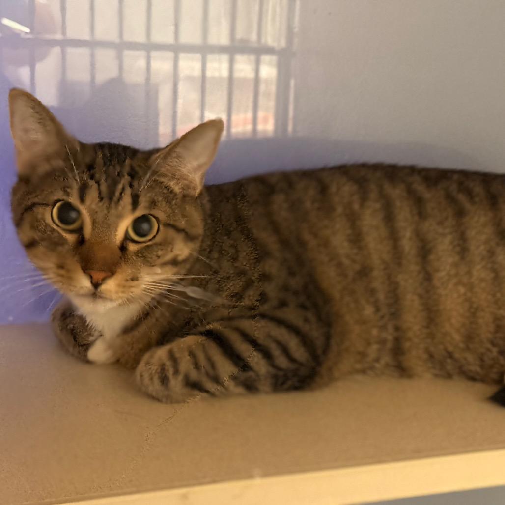 Obadiah, Adoptable, Adult Male Domestic Short Hair.