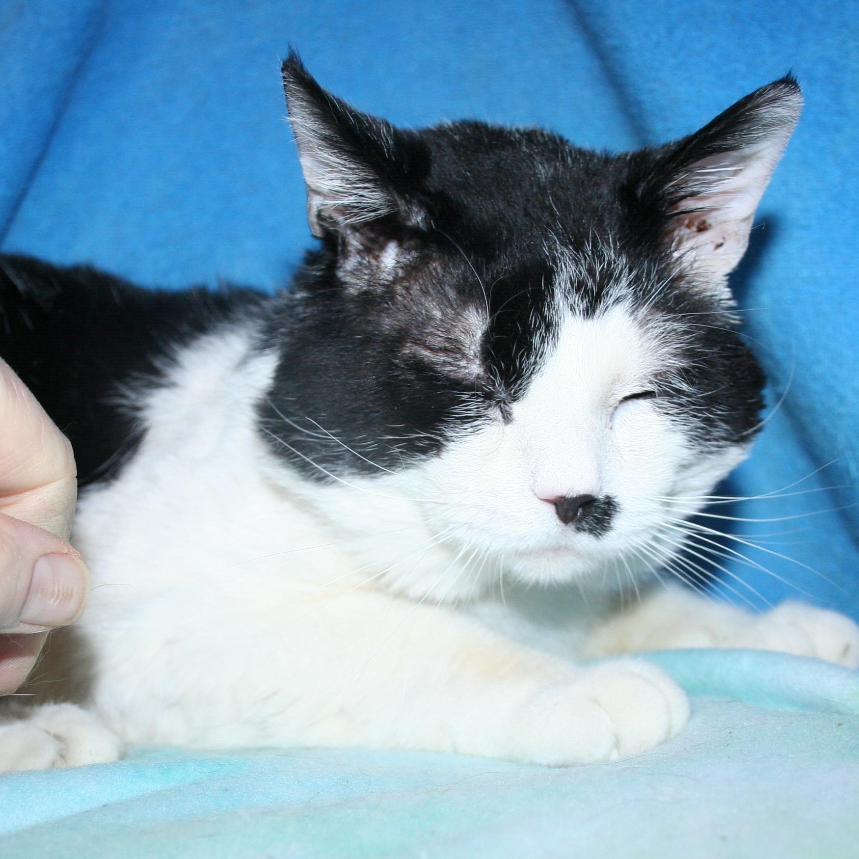 Enlarge Top Deck, a Adoptable mixed breed in Howell, MI image 2/4