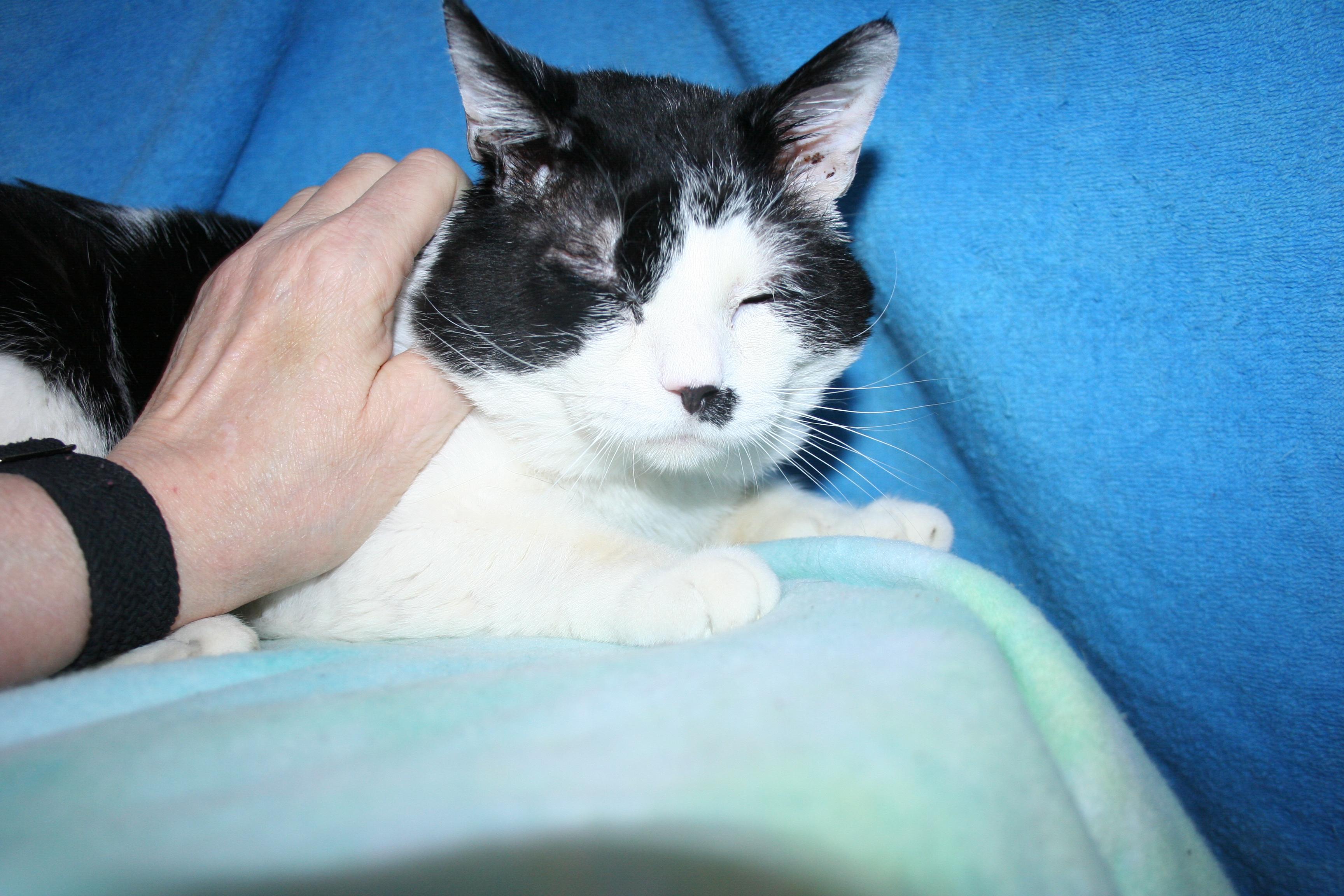 Enlarge Top Deck, a Adoptable mixed breed in Howell, MI image 4/4