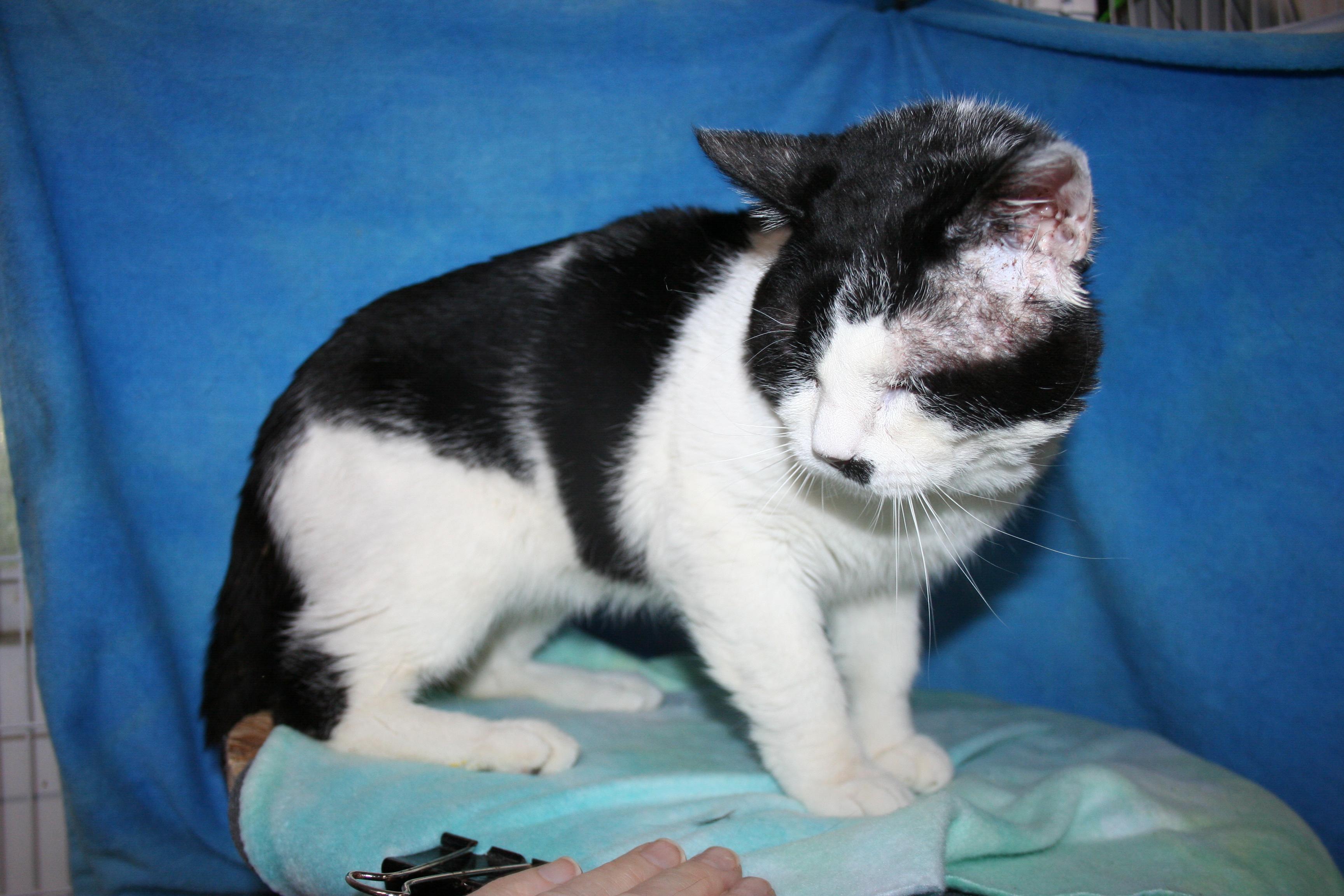 Enlarge Top Deck, a Adoptable mixed breed in Howell, MI image 3/4