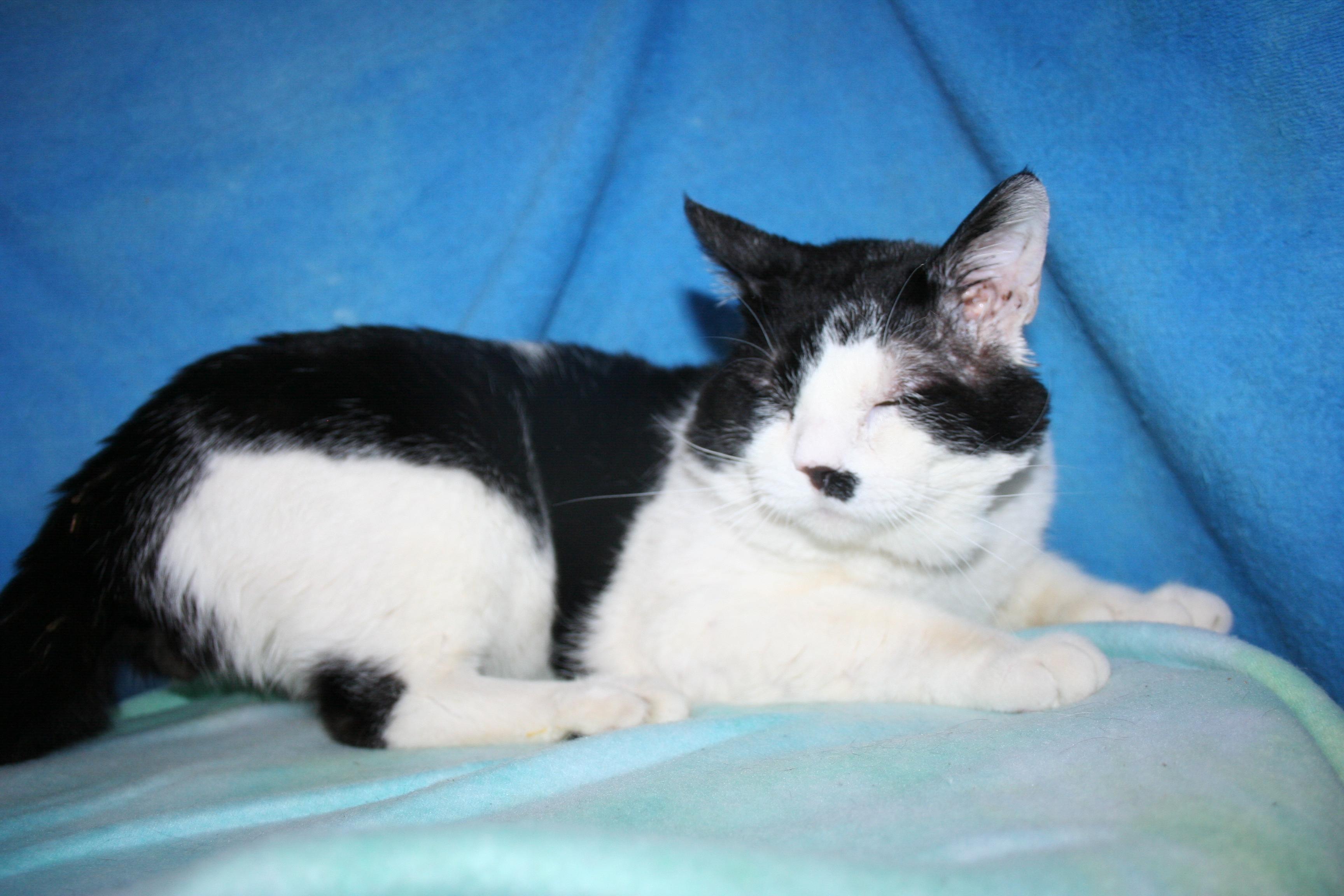 Enlarge Top Deck, a Adoptable mixed breed in Howell, MI image 1/4