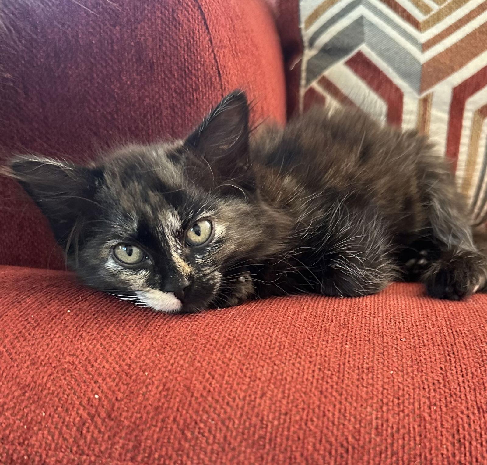 Dutchess, Adopted, Kitten Female Tortoiseshell.