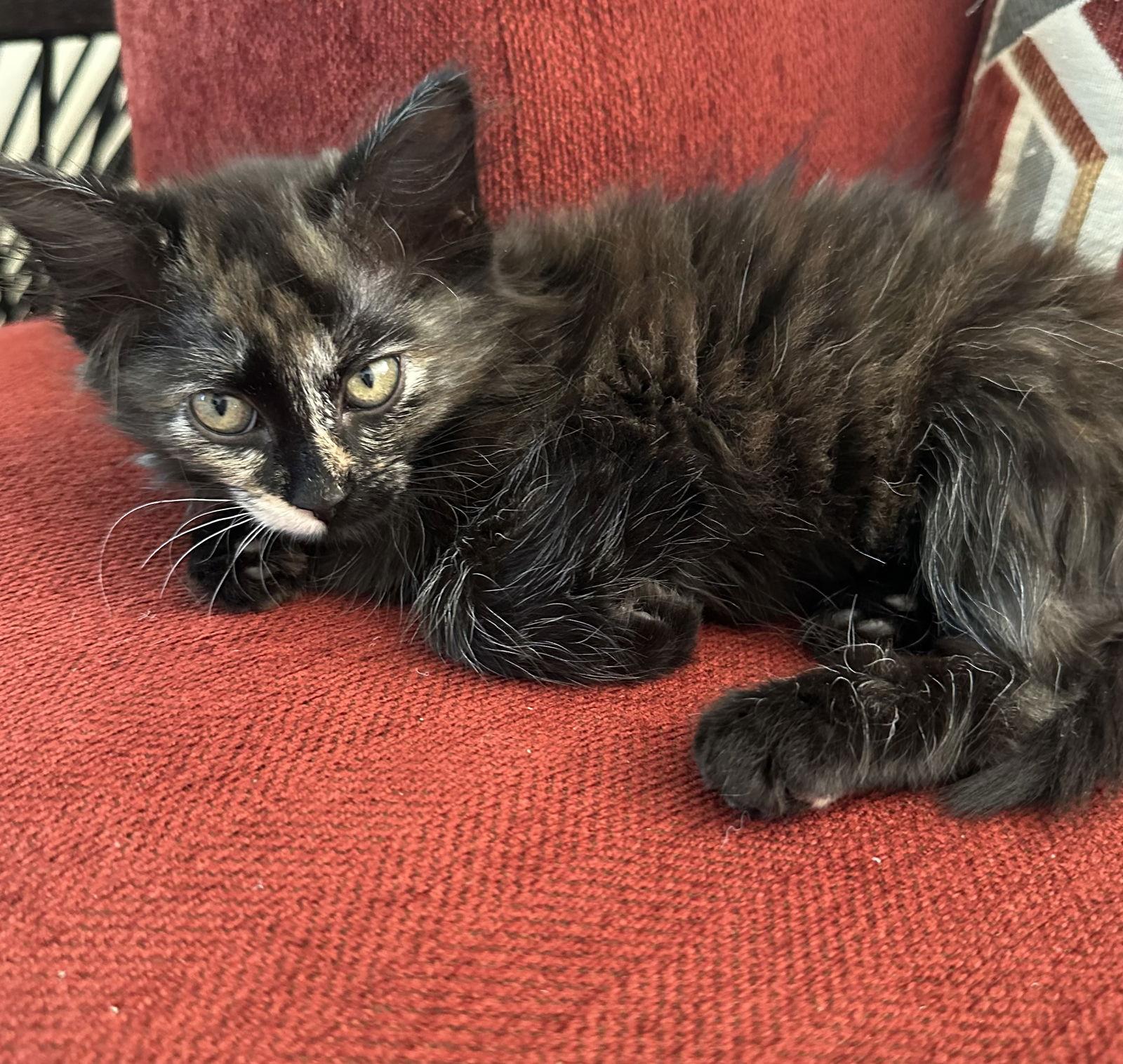 Enlarge Dutchess, a Adopted Tortoiseshell in Plano, TX image 2/3