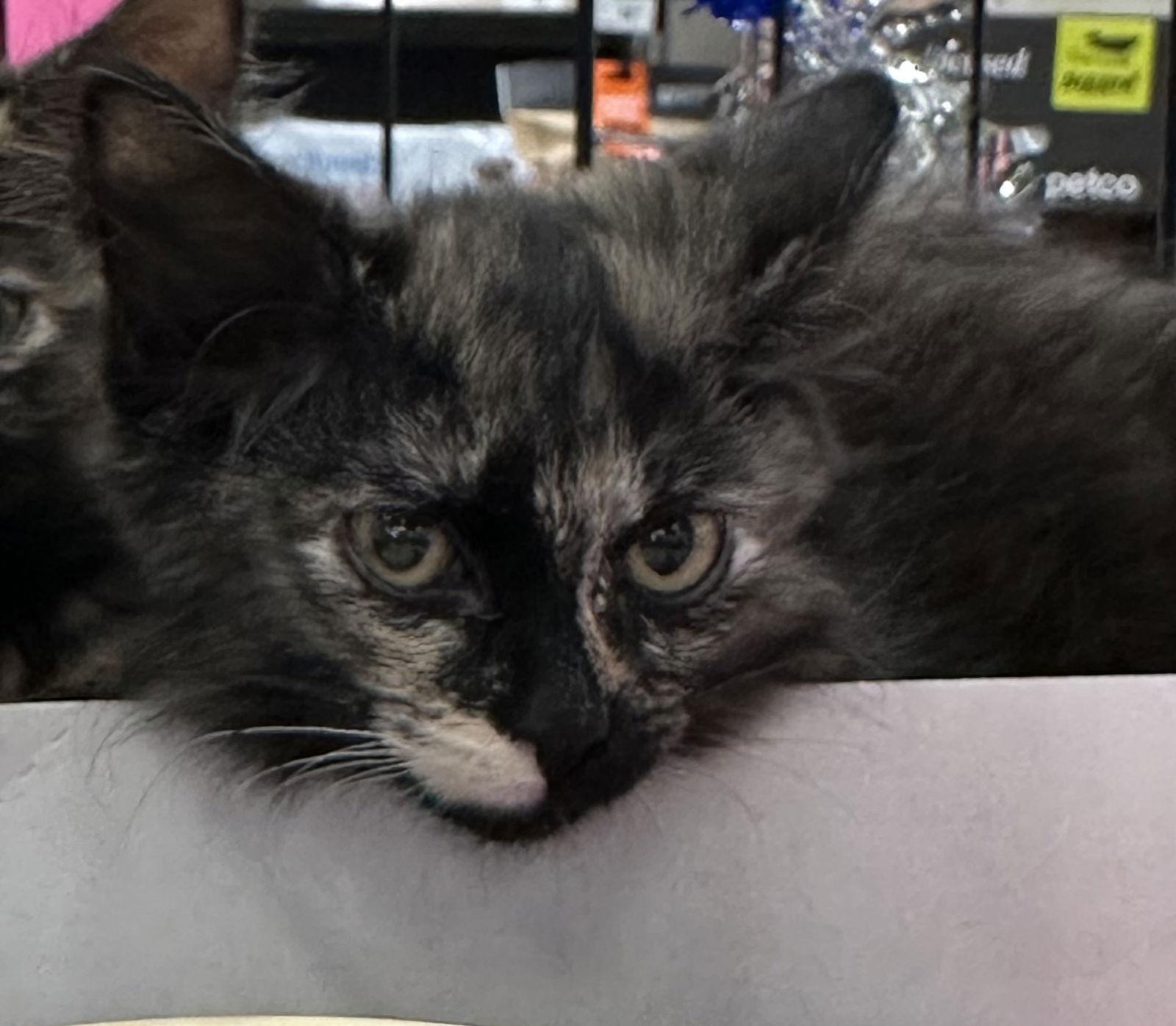 Enlarge Dutchess, a Adopted Tortoiseshell in Plano, TX image 3/3