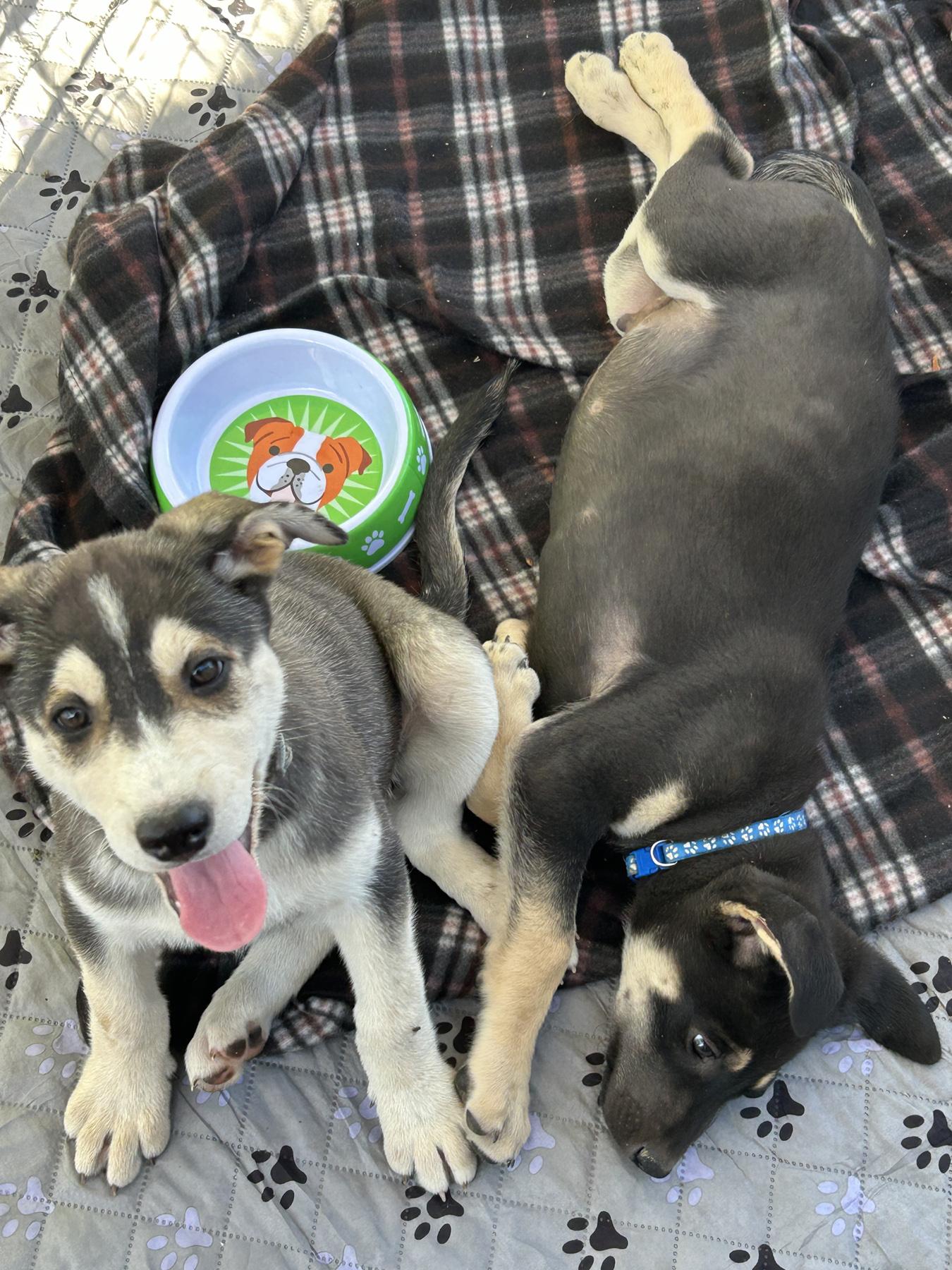 Sequoia, Adopted, Young Male German Shepherd Dog & Husky.