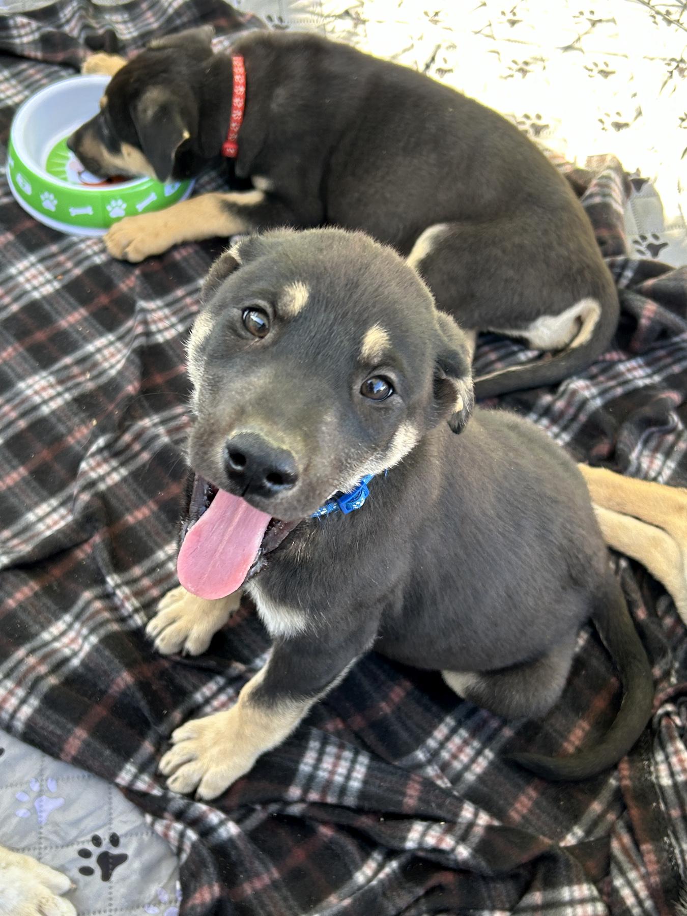 Enlarge Sequoia, a Adopted mixed breed in LAMPASAS, TX image 3/3