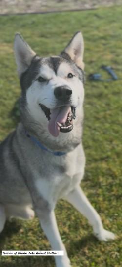 Enlarge Koda, a ADOPTABLE Husky in Shasta Lake, CA image 2/3