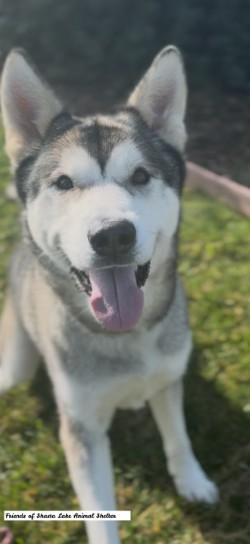 Enlarge Koda, a ADOPTABLE Husky in Shasta Lake, CA image 3/3