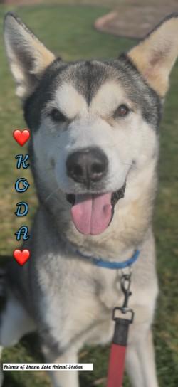 Enlarge Koda, a ADOPTABLE Husky in Shasta Lake, CA image 1/3