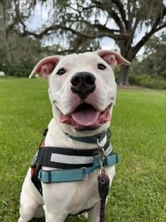 Enlarge TOBIAS, a Adoptable mixed breed in Tallahassee, FL image 1/1