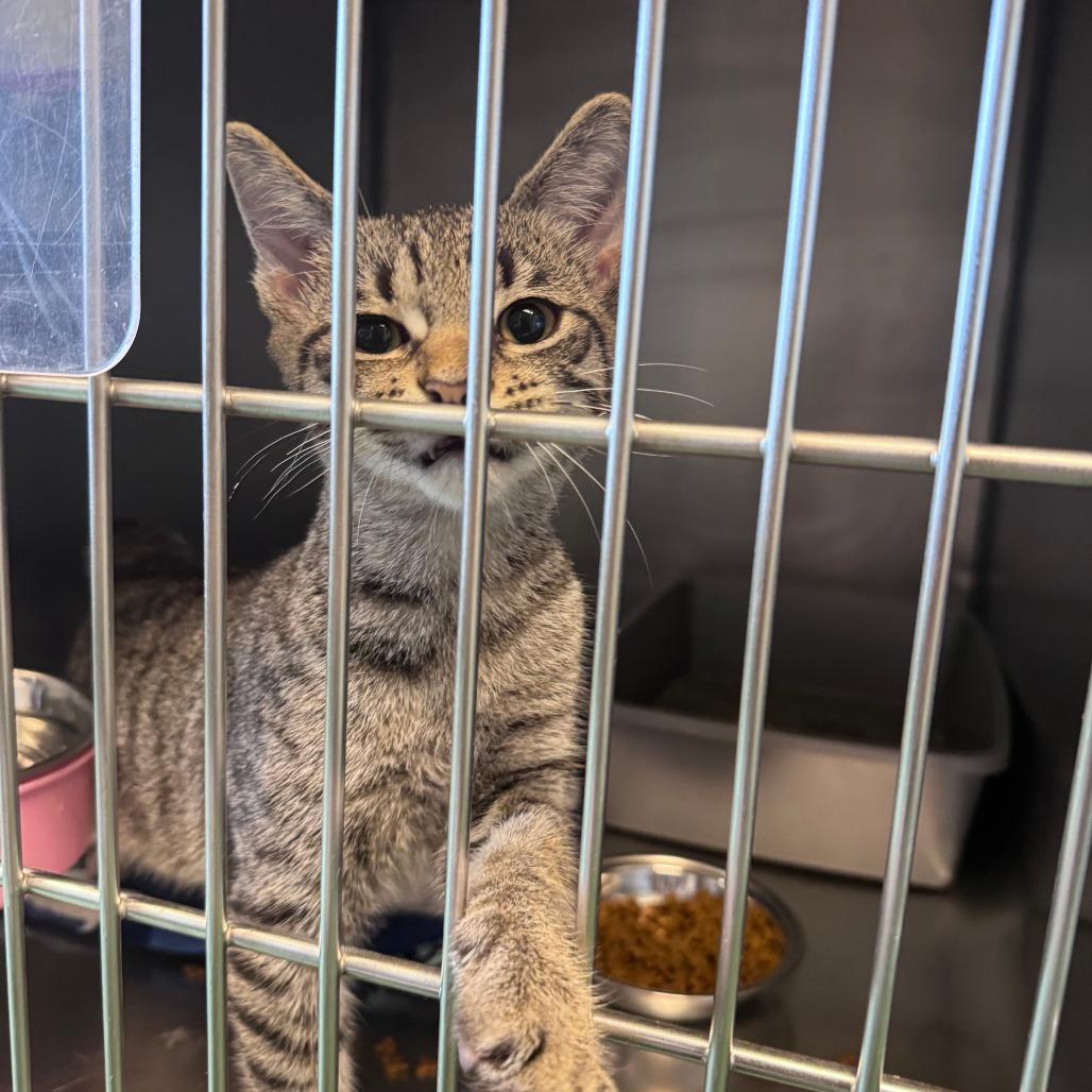 Eevee, Adoptable, Kitten Male Domestic Short Hair.