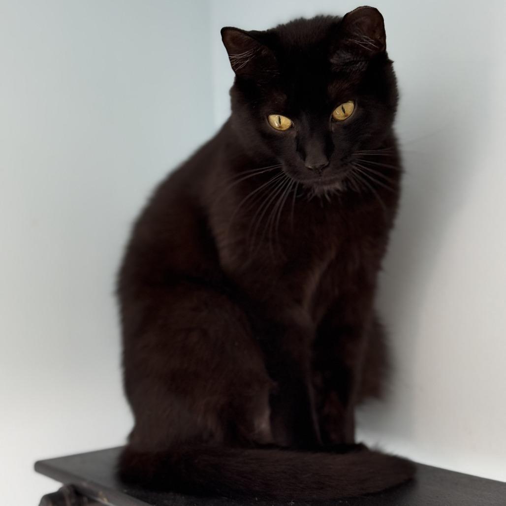 Juno (Jazzy), Adoptable, Adult Female Domestic Short Hair.