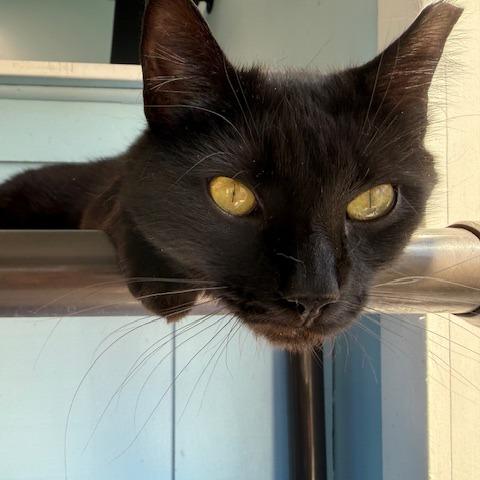 Enlarge Juno (Jazzy), a Adoptable Domestic Short Hair in New Fairfield, CT image 2/6