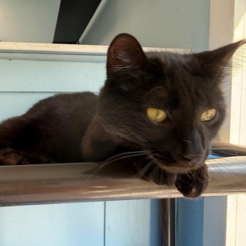 Enlarge Juno (Jazzy), a Adoptable Domestic Short Hair in New Fairfield, CT image 3/6