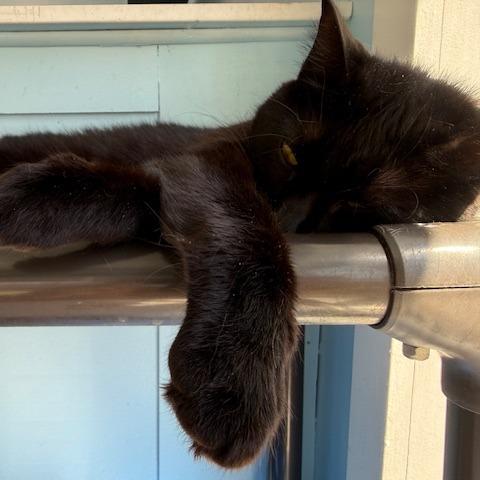 Enlarge Juno (Jazzy), a Adoptable Domestic Short Hair in New Fairfield, CT image 5/6