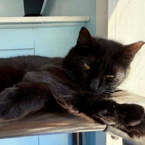 Enlarge Juno (Jazzy), a Adoptable Domestic Short Hair in New Fairfield, CT image 6/6