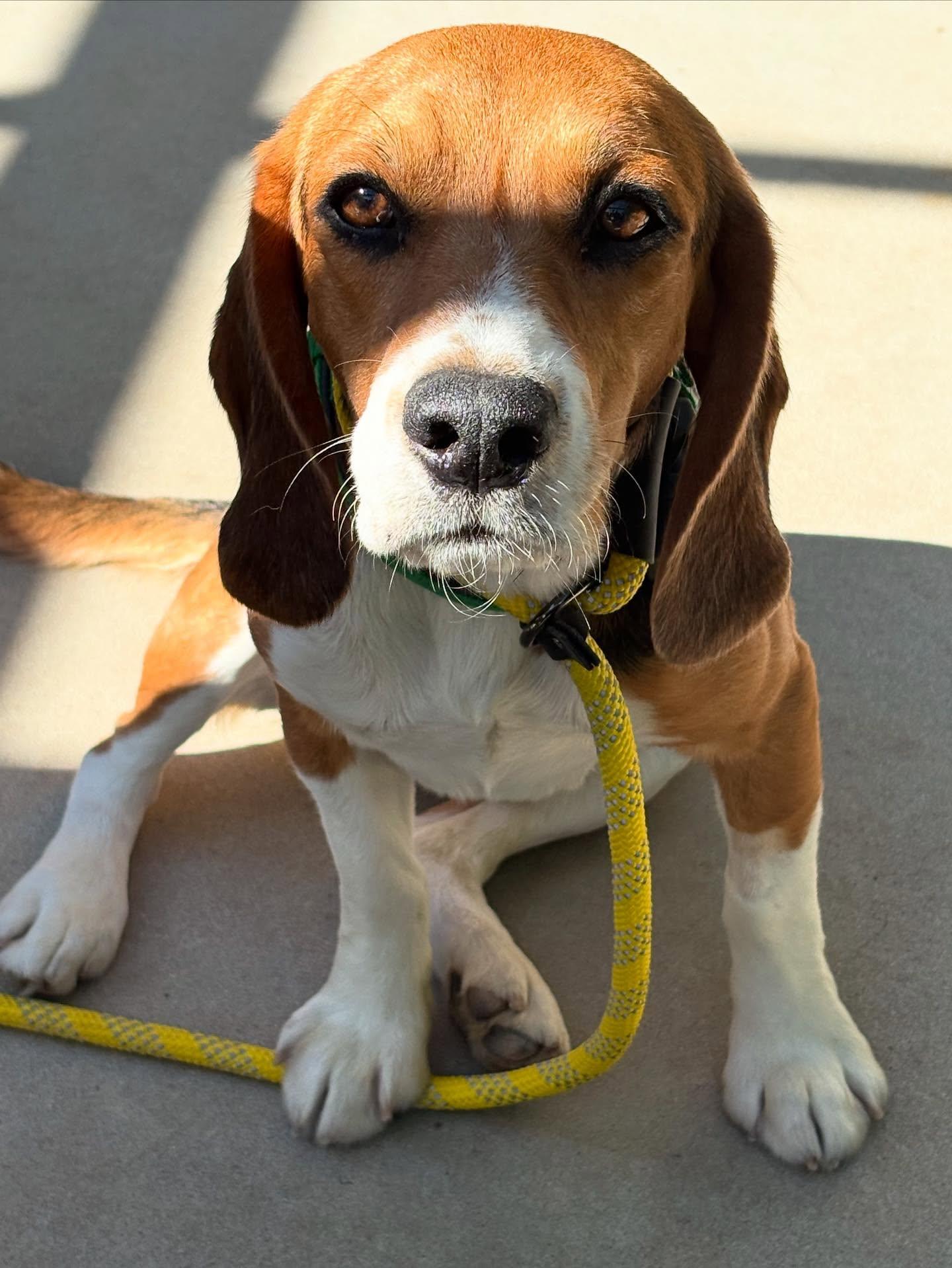 Enlarge Finn- Ridglan beagle, a Adoptable Beagle in Star, ID image 2/3