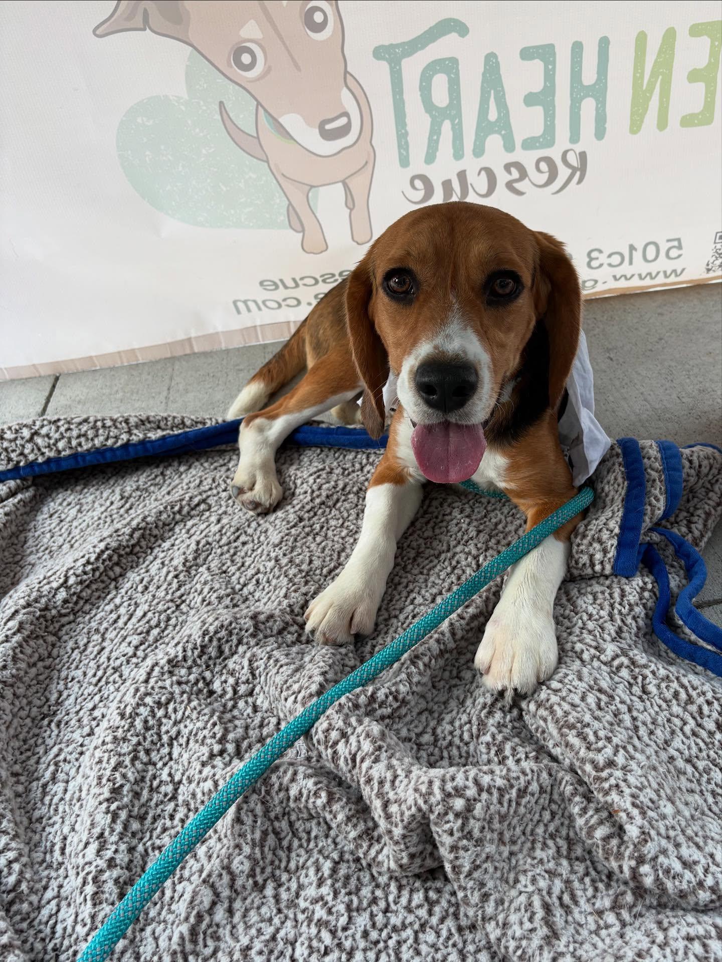 Enlarge Finn- Ridglan beagle, a Adoptable Beagle in Star, ID image 3/3