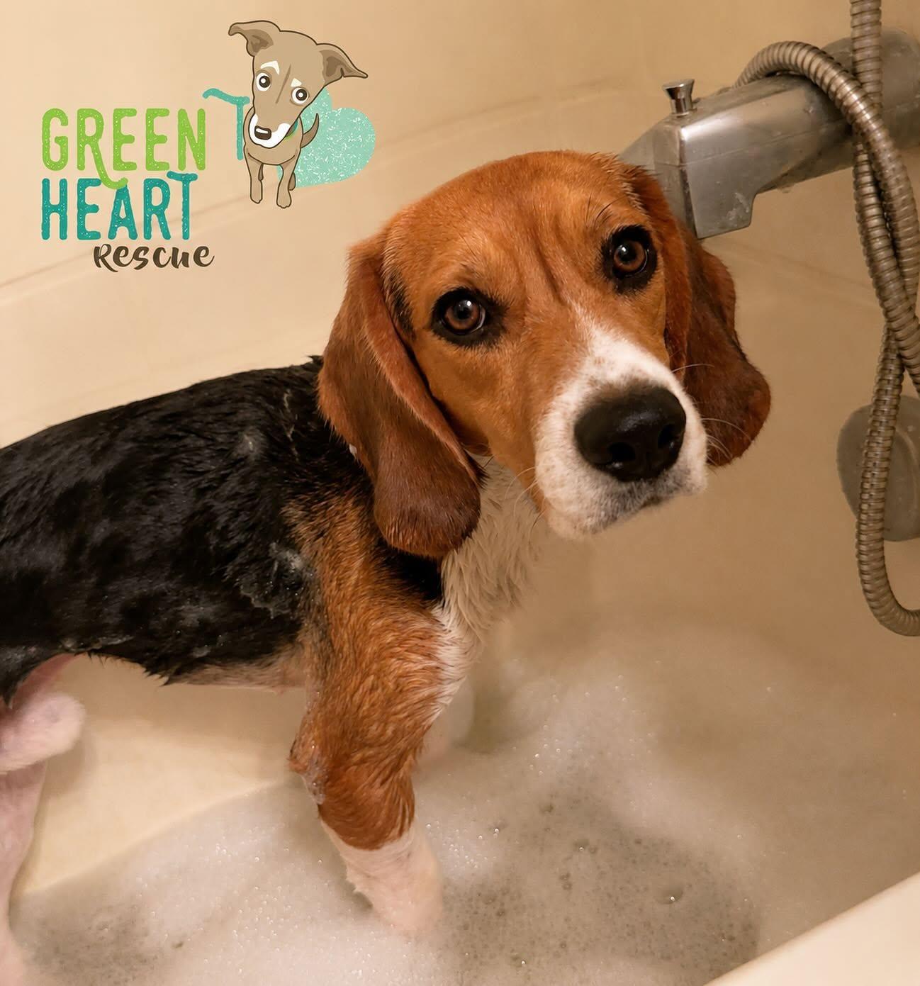 Enlarge Finn- Ridglan beagle, a Adoptable Beagle in Star, ID image 1/3