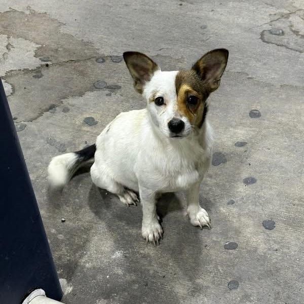 Ranger, an adopted mixed breed in Pittsburgh, PA image 2/6