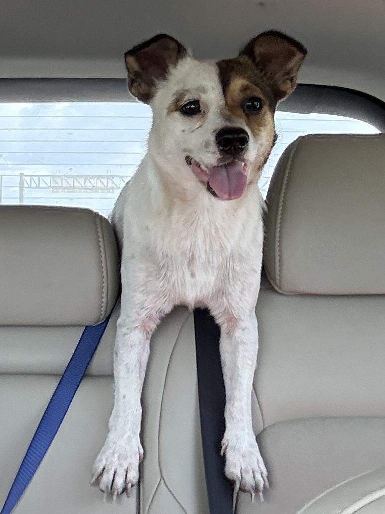 Ranger, an adopted mixed breed in Pittsburgh, PA image 1/6