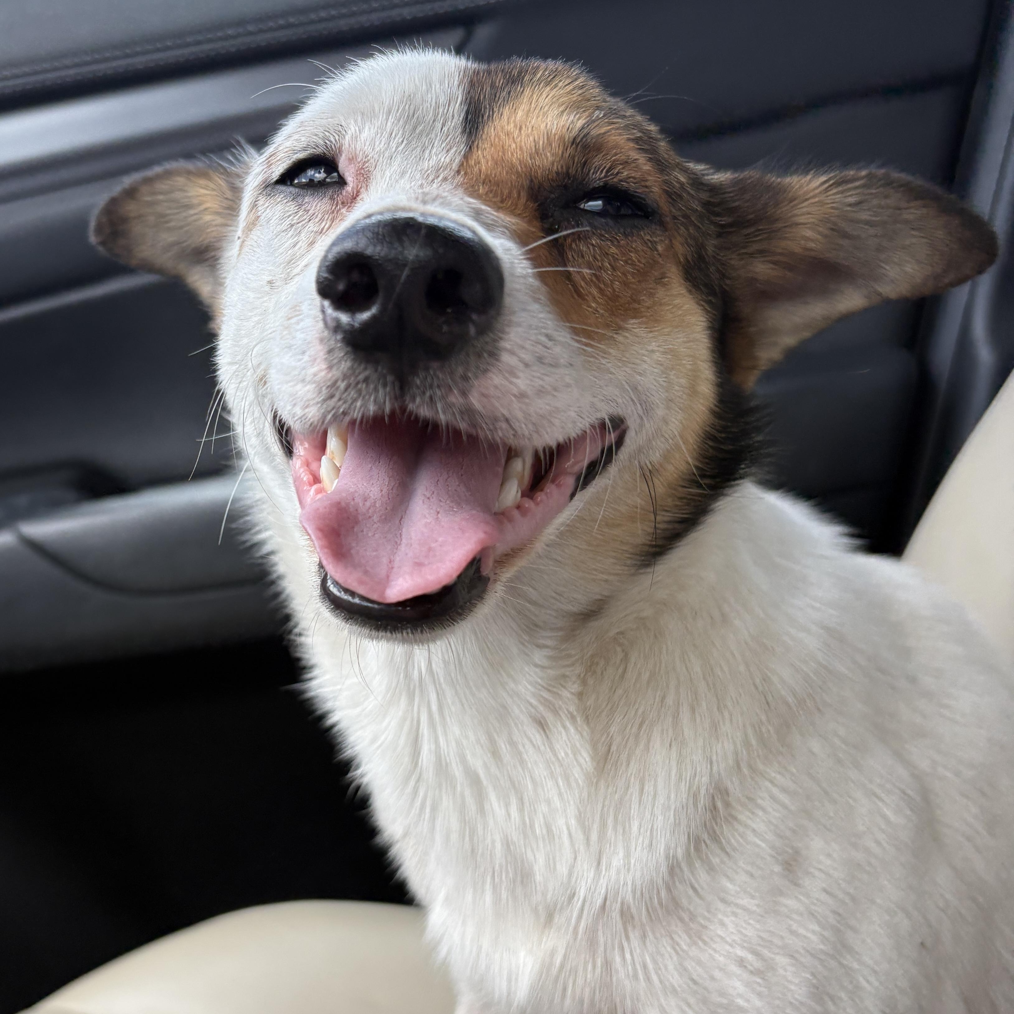 Ranger, an adopted mixed breed in Pittsburgh, PA image 4/6