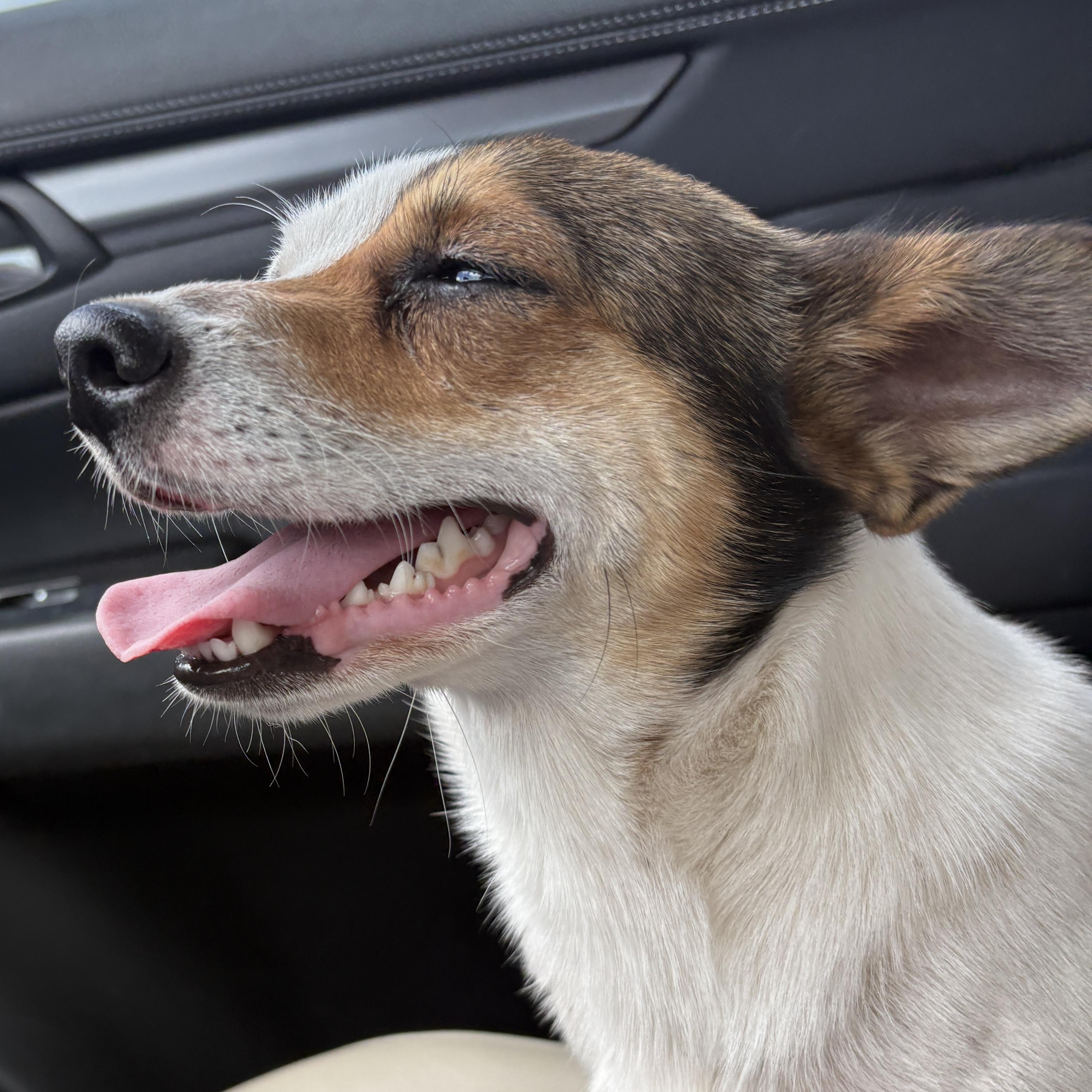 Ranger, an adopted mixed breed in Pittsburgh, PA image 5/6